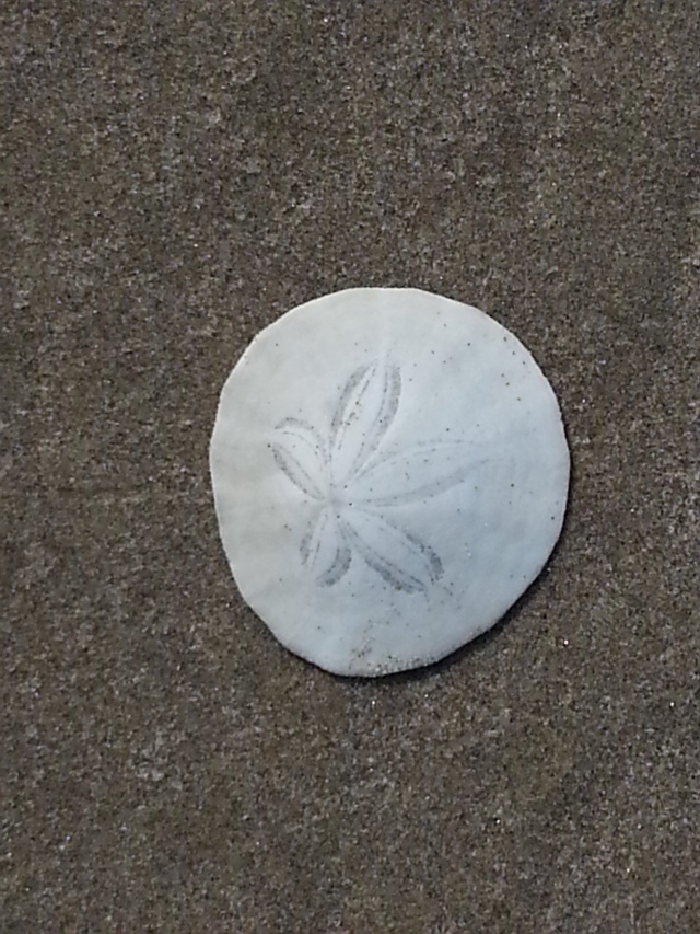 I saw many broken sand dollars on the beach, but is the only intact one I've found so far. I promised my 2 nieces I'd find one for each of them, though, so I'd better get to looking!